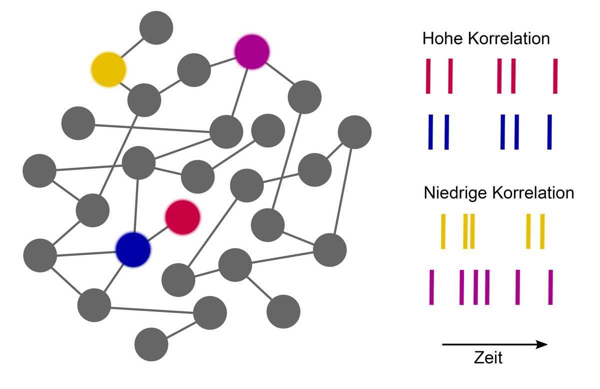 Netzwerk-Modell