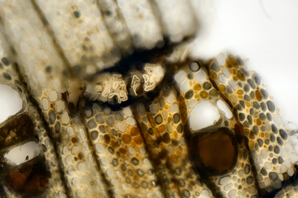 Mikroskopaufnahme braun-goldener Harz-Tröpfchen im Zellgewebe des Baumes