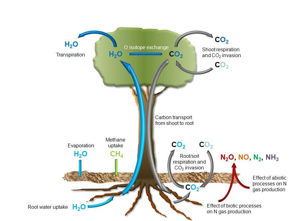 Plant-Soil-Atmosphere Exchange Processes