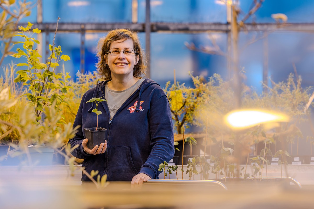 Forscherin im Gewächshaus mit Buchweizenpflanze