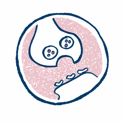 Neurotransmitter.gif