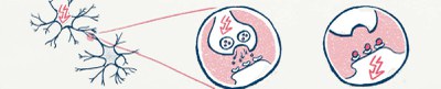 Teaserbild Besserwissen Synapse