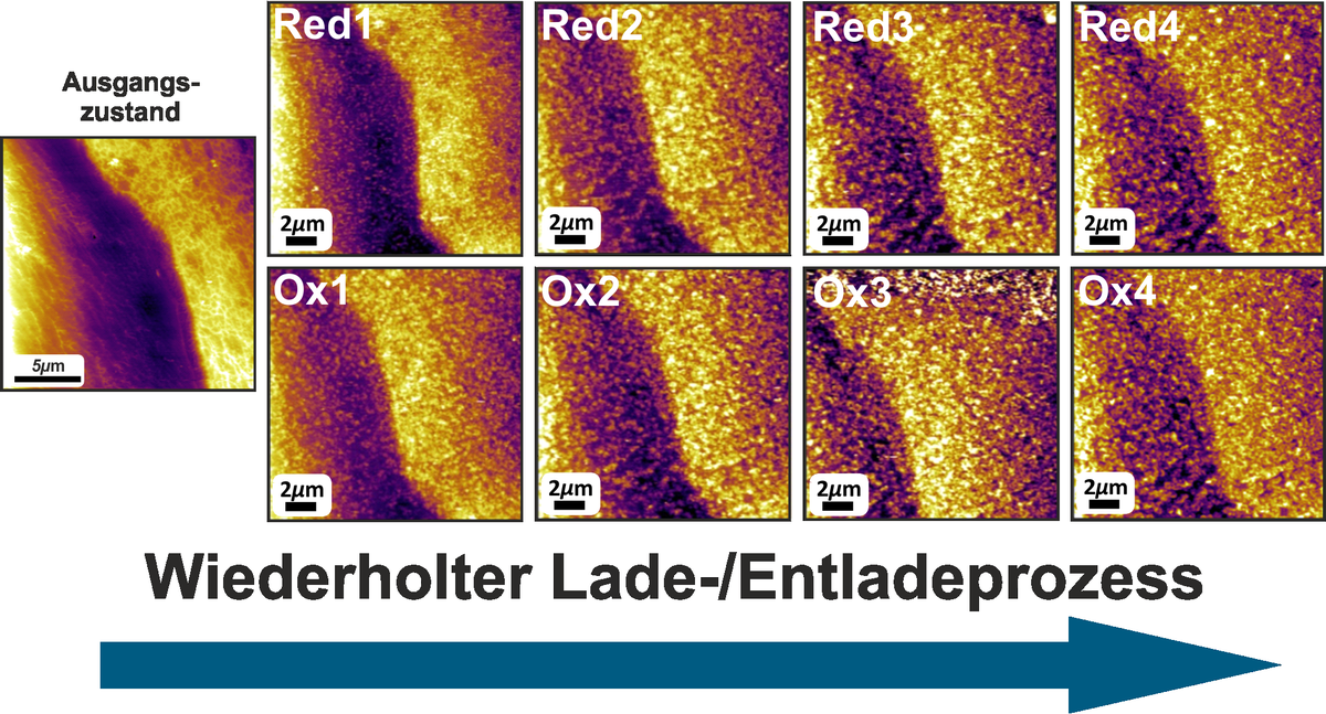 Aufnahme mittels in-situ-Rasterkraft-Mikroskopie