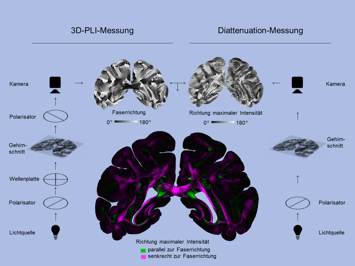 „Diattenuation Imaging“ (DI)