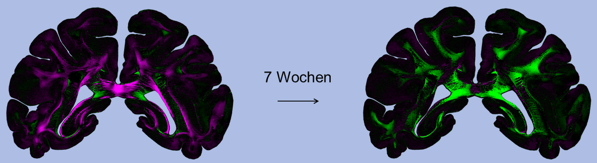 „Diattenuation Imaging“ (DI)