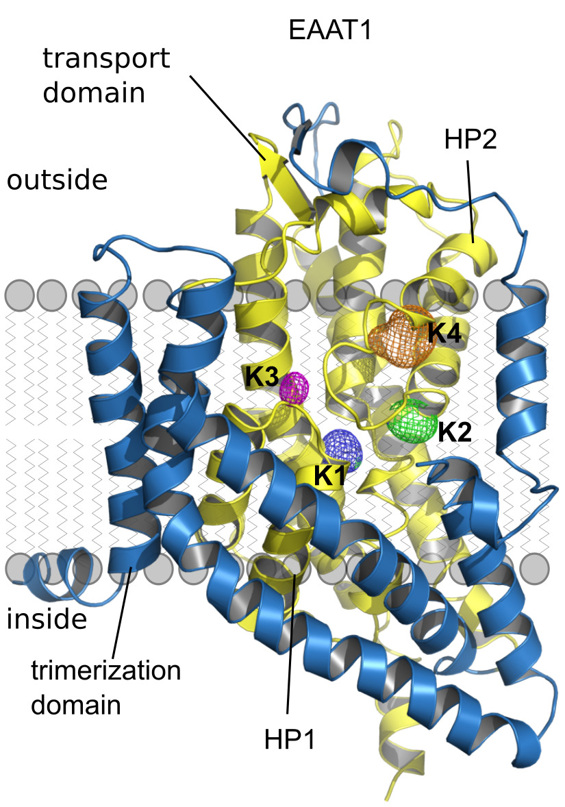 Glutamat-Transporter EAAT1