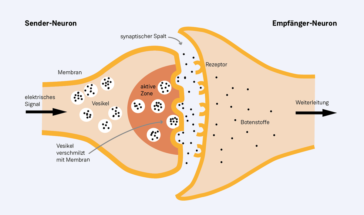 Signalübertragung an einer Synapse.