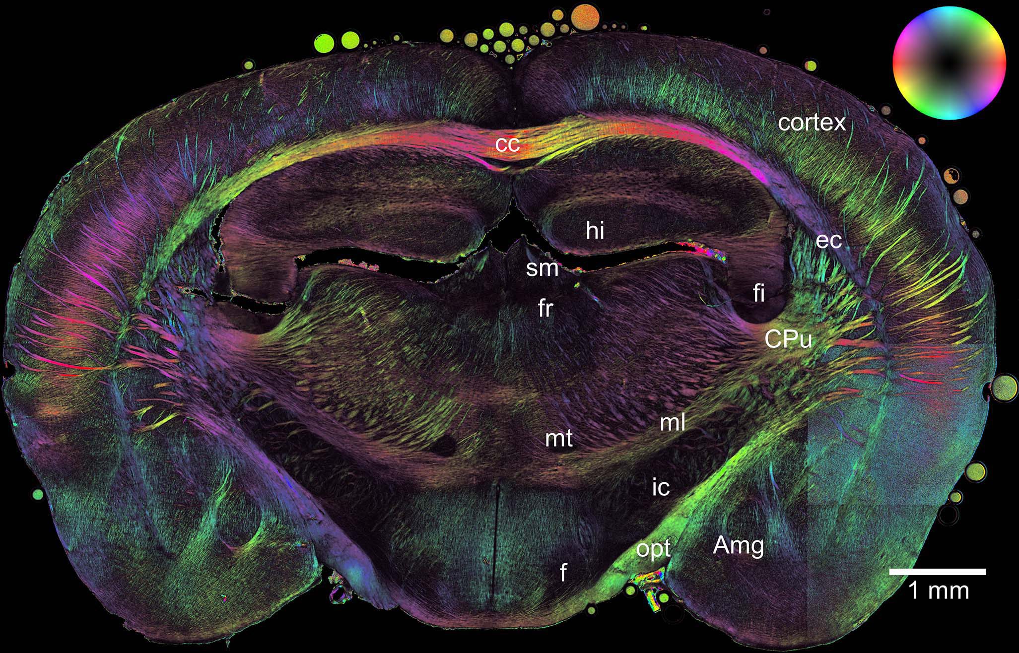 3D-Polarized Light Imaging Aufnahme eines Maus-Gehirns. Die strukturelle Information über die Ausrichtung der Nervenfasern aus dieser Aufnahme dienten als Vergleich für die neuen Neutronen-Messungen.