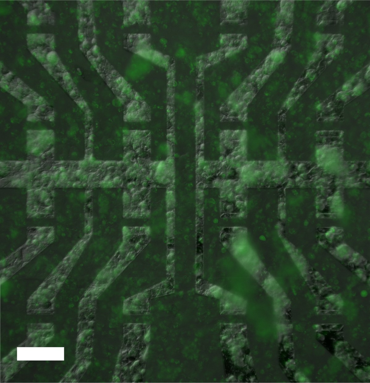 Graphene Devices