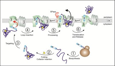 Graphic of protein transport