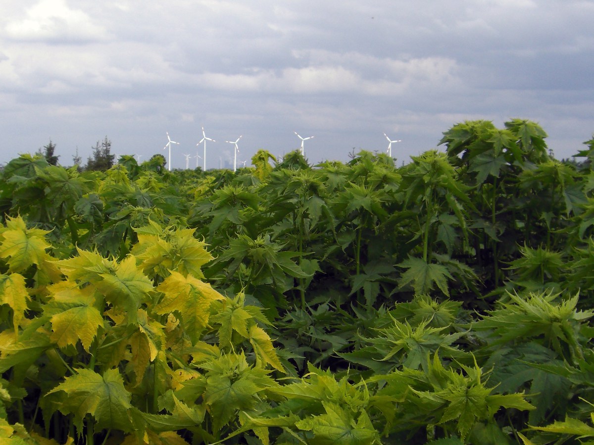 Energiepflanzen: Alternative zu Raps und Mais