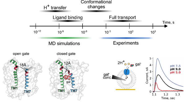 Neurotransmitter im Detail: Einblicke in die molekulare Maschinerie des Gehirns