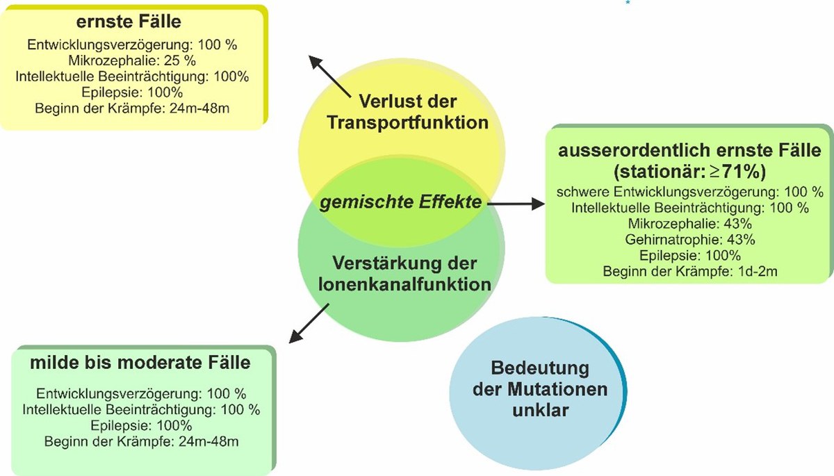 Was Glutamattransporter über seltene Epilepsien verraten