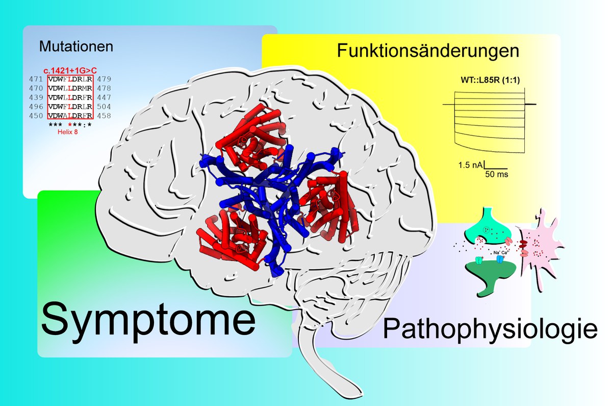 Was Glutamattransporter über seltene Epilepsien verraten