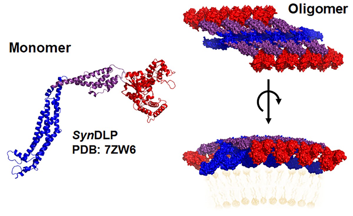 Verwandtschaft entdeckt: Membranproteine von Cyanobakterien und von höheren Organismen sind strukturell ähnlich