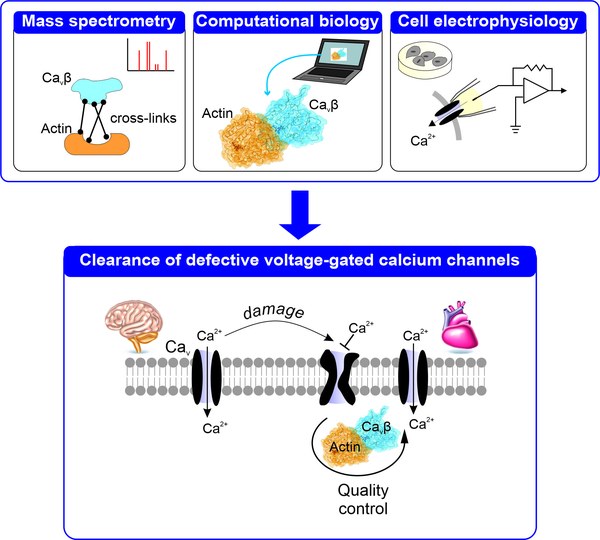 Neuer Einblick in die zelluläre Qualitätskontrolle: Jülicher Forscherinnen entschlüsseln Mechanismus an Calciumkanälen