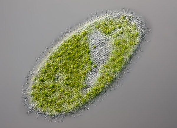 Pantoffeltierchen trifft Cyanobakterium: Wie aus zwei eins wird