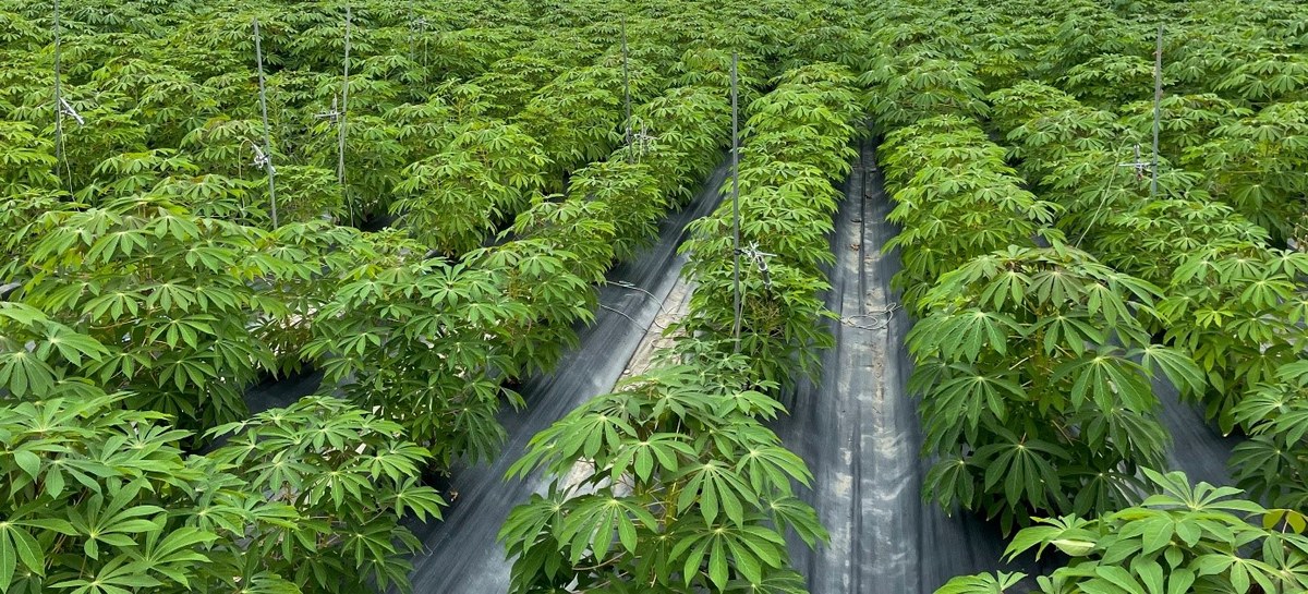 Durchbruch bei der Produktivität und Trockenheitstoleranz von Maniok