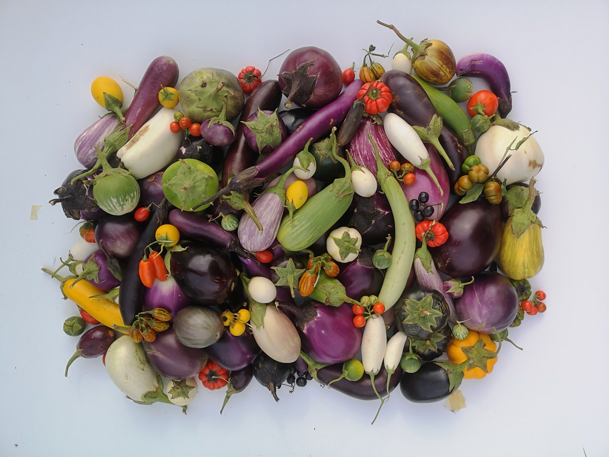 Lila bis weiß, glatt bis stachelig: Genetische Vielfalt der Aubergine erstmals erfasst