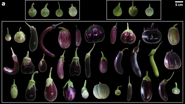 Lila bis weiß, glatt bis stachelig: Genetische Vielfalt der Aubergine erstmals erfasst