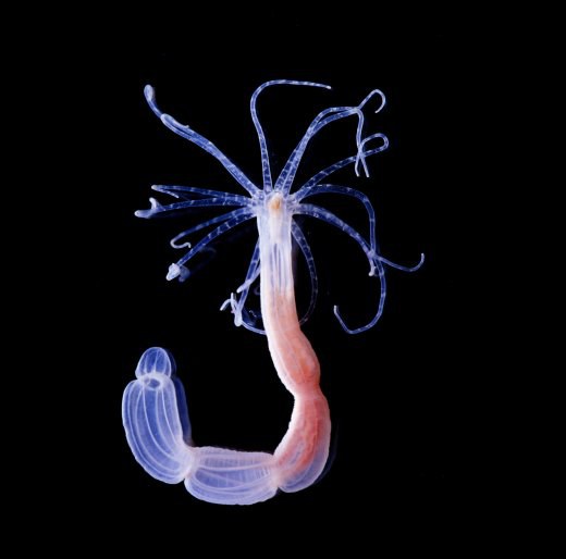 anemone_klein_jpg