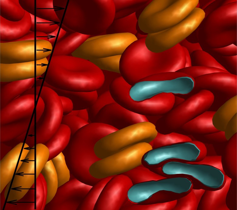 Abbildung zur Funktion eines Schlüsselproteins der Blutgerinnung