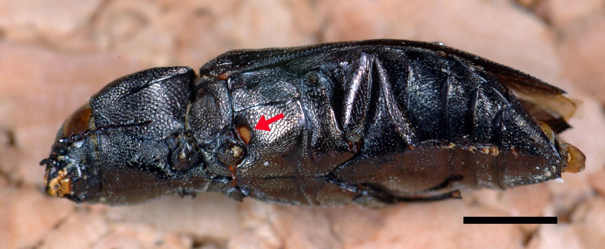 schwarzer Kiefernprachtkäfer