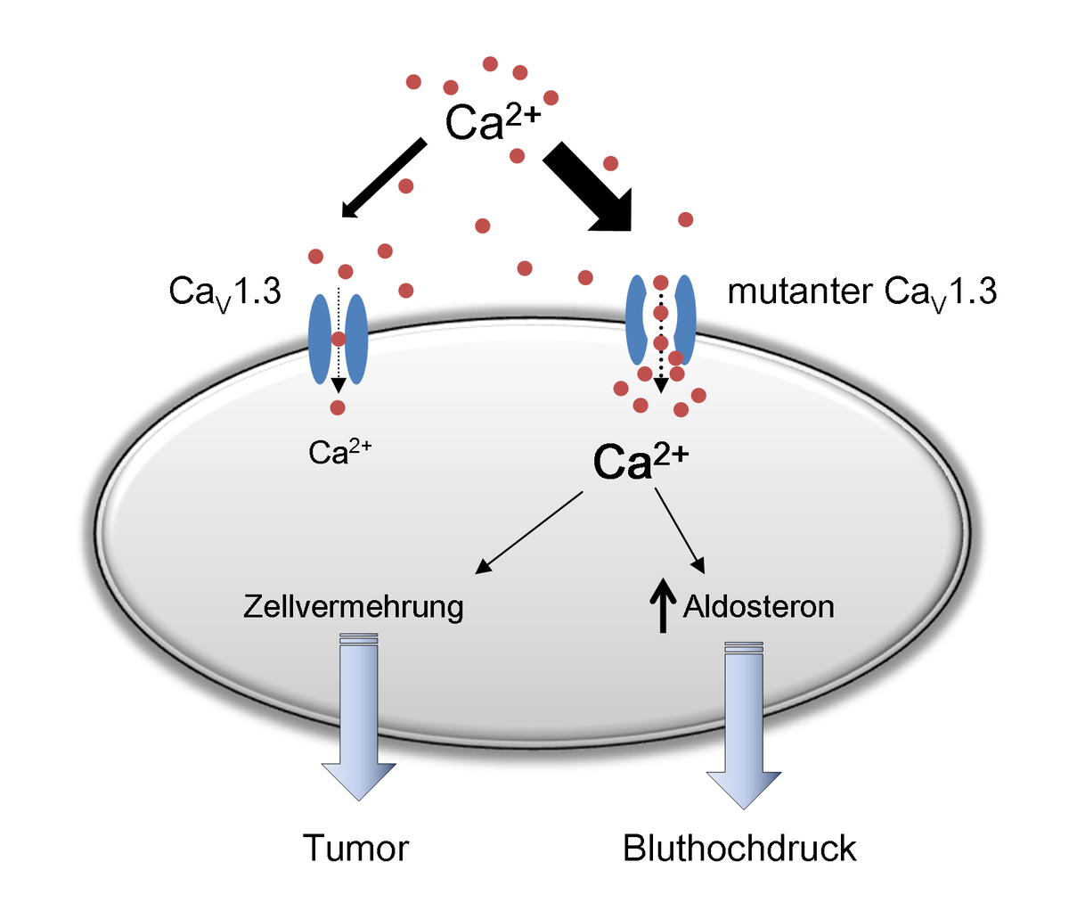 Hyperaldosteron