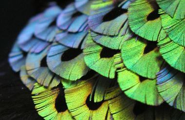 Gefieder des Paradiesvogels