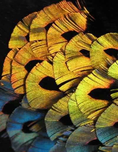Gefieder des Paradiesvogels