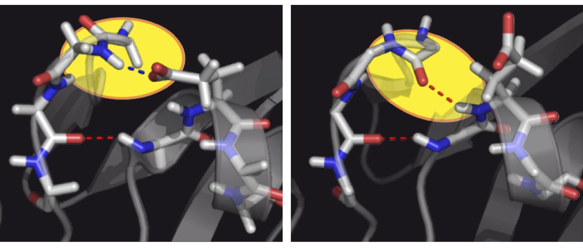 Der "Flip" zwischen zwei Zuständen des Proteins Ubiquitin