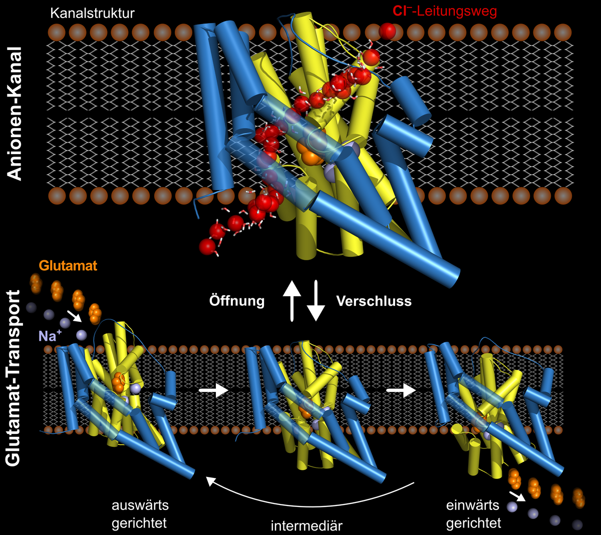 Der Glutamat-Transporter: Eine Nanomaschine mit zwei Aufgaben