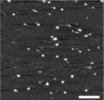 Oligomere