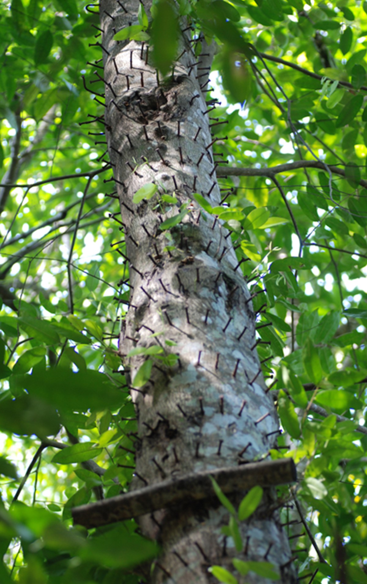 Eingeschlagenen Nägel im Baum