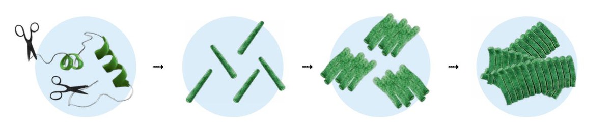 Darstellung der Entstehung von toxischen Oligomeren