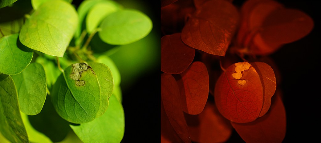 Gegenüberstellung Pflanze grün und rot