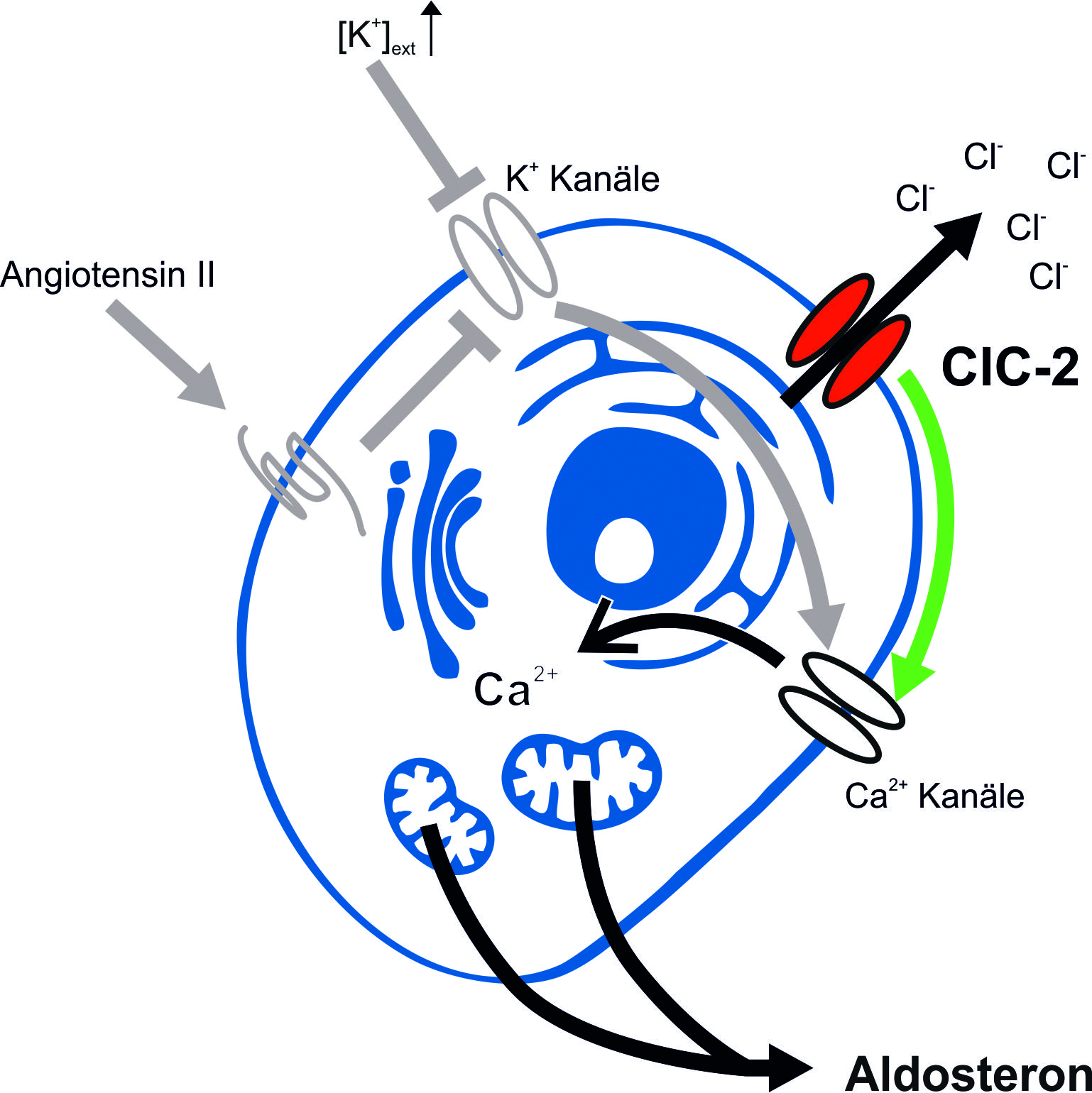 Aktivierung der Nebenniere über den Chloridkanal ClC-2