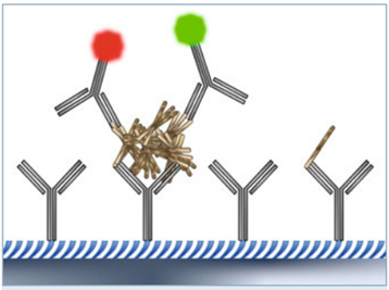 Schematische Darstellung der Aβ-Oligomere