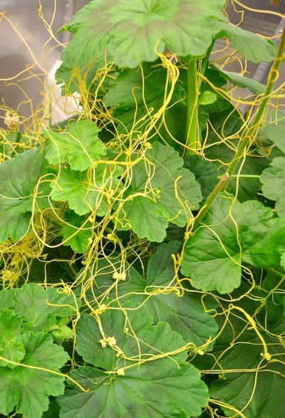 Cuscuta campestris umschlingt die Stängel von Pflanzen und entzieht ihnen Nährstoffe und Wasser. Die parasitäre Pflanze kann sich über den ganzen Bestand ausbreiten. Fotos: Kirsten Krause, UiT The Arctic University of Norway, Tromsøq