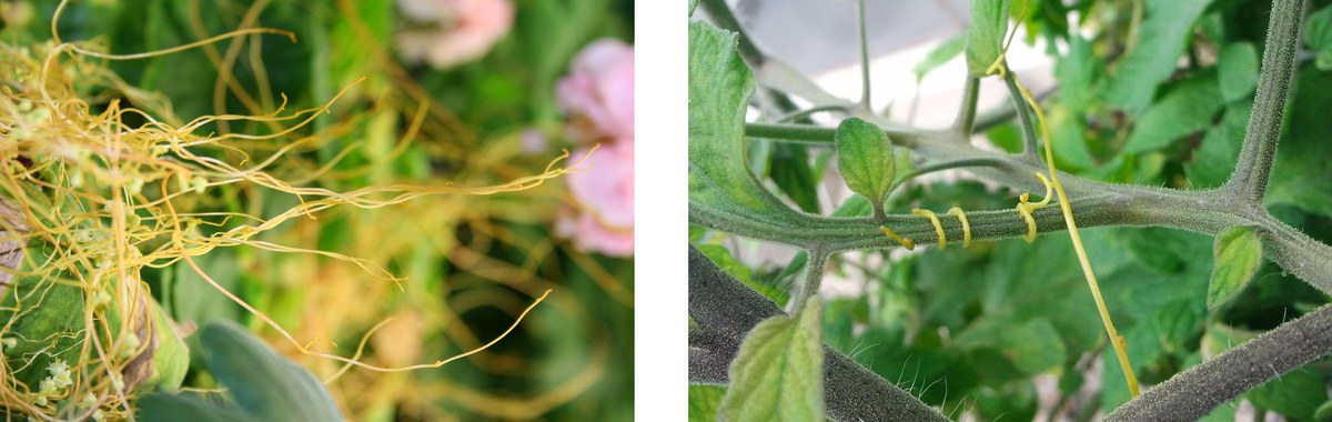 Cuscuta campestris umschlingt die Stängel von Pflanzen und entzieht ihnen Nährstoffe und Wasser.