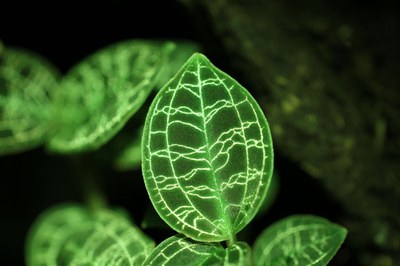 Leuchtendes Blatt