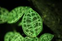 Leuchtendes Blatt