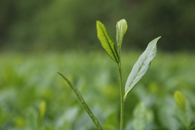 Von wildem Mais und wildem Tee lernen – „Ahnenforschung“ für die Bioökonomie