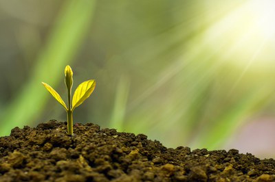 Die grüne Revolution: Bio statt Kohle und Öl?