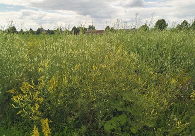 Ihr Honig schmilzt – ihre Asche nicht: Mehrjährige heimische Wildpflanzenarten auf dem Prüfstand für die Bioenergie via Verbrennung
