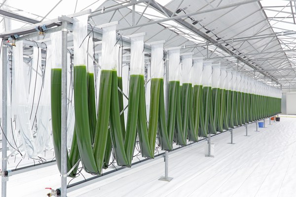 Algenpark IBG-2