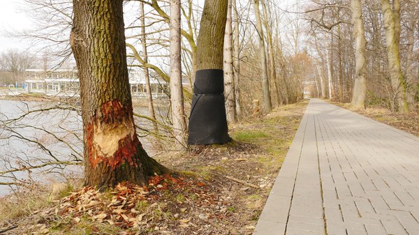Zum Teil werden Bäume vor dem Biber geschützt.