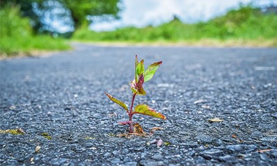 202408_Pflanze in Asphalt.jpg