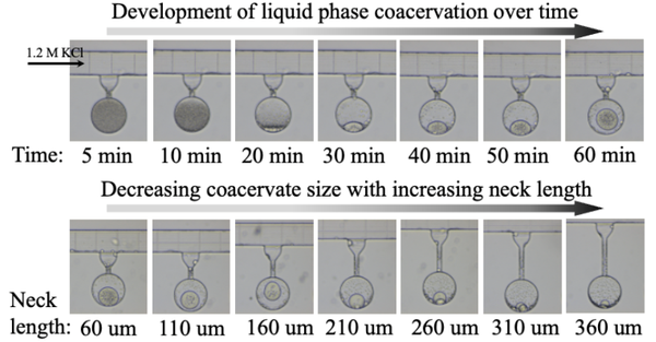 IBI-5 Seminar: Controlled ATPS droplet formation and capture using microfluidics