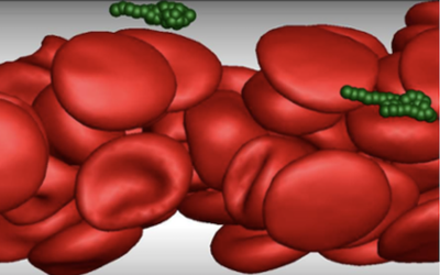 Blood_VWF_margination